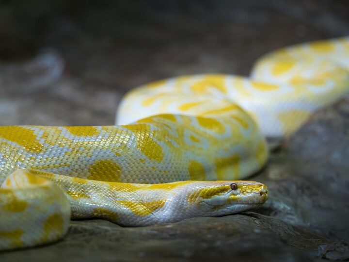 Zoo de Dortmund